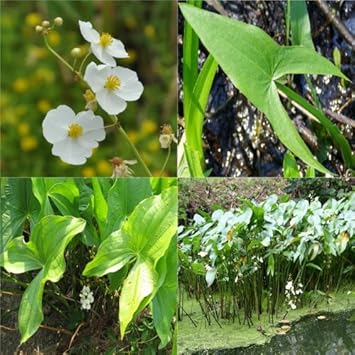 Katniss herb seeds for herb garden planting